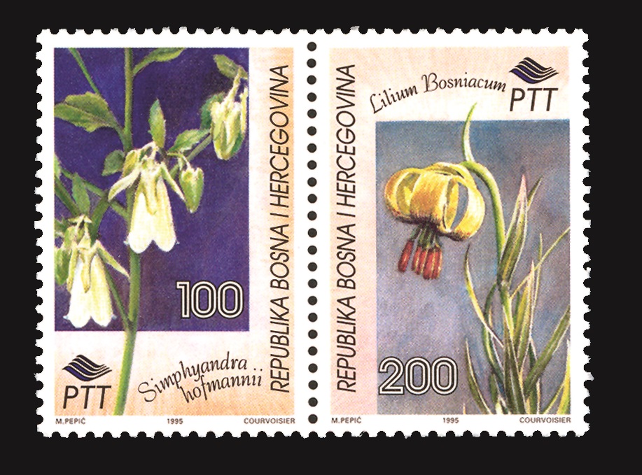 flora---endemi-bih-bosanska-udovcica