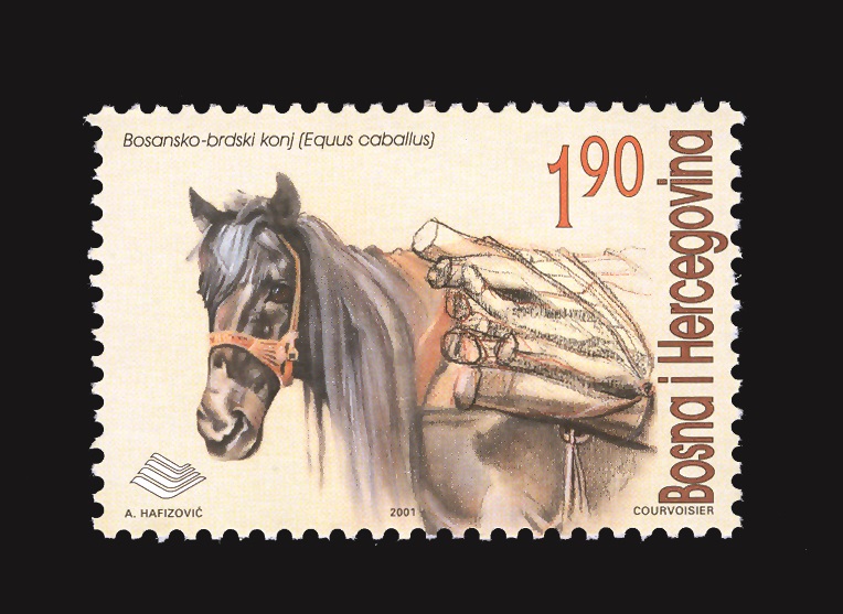 fauna---bosansko---brdski-konj