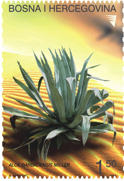 flora---kaktus