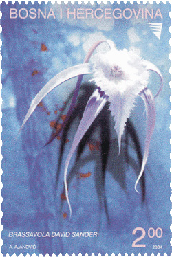 flora---orchids