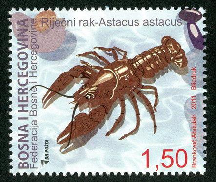 fauna---crayfish