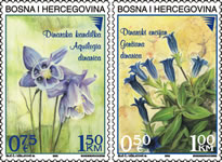 flora---dinarska-kandilka-i-dinarski-encijan