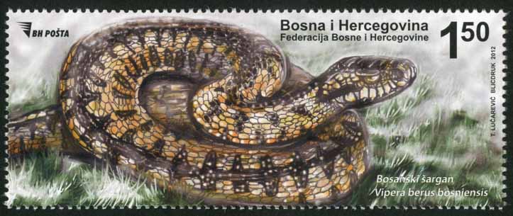 fauna-zmije-bosanski-sargan