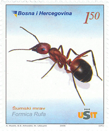 fauna---sumski-mrav