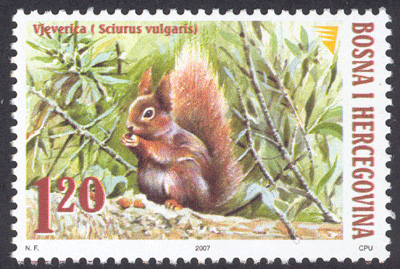 fauna---squirrel